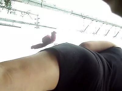 പെൺകുട്ടി മൃദുവായി കോഴി മുലകുടിക്കുന്നു